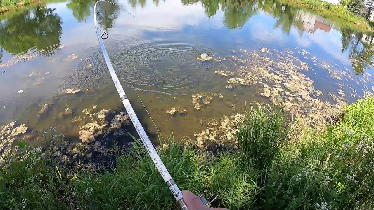 Summer Bass Fishing – Sight Fishing with a WACKY Worm !