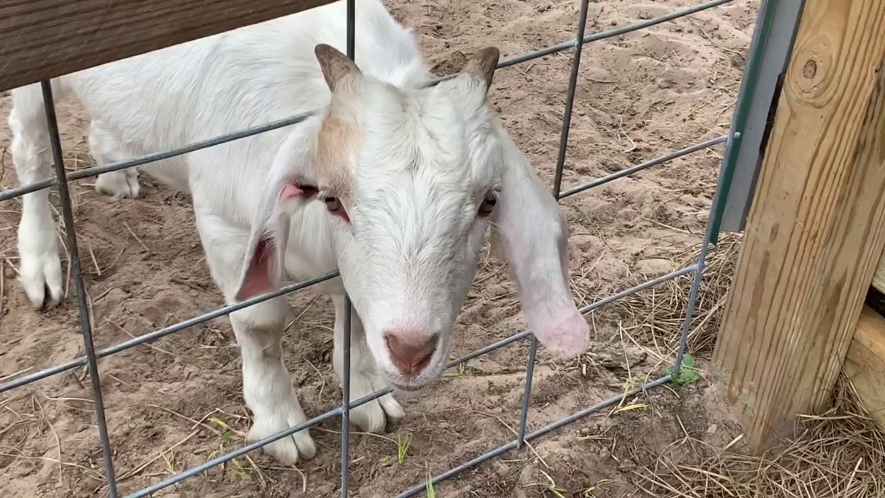 Milk Babies