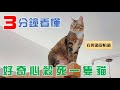 【豆漿 - SoybeanMilk】3分鐘看懂 貓咪有多不怕死