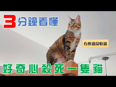 【豆漿 - SoybeanMilk】3分鐘看懂 貓咪有多不怕死