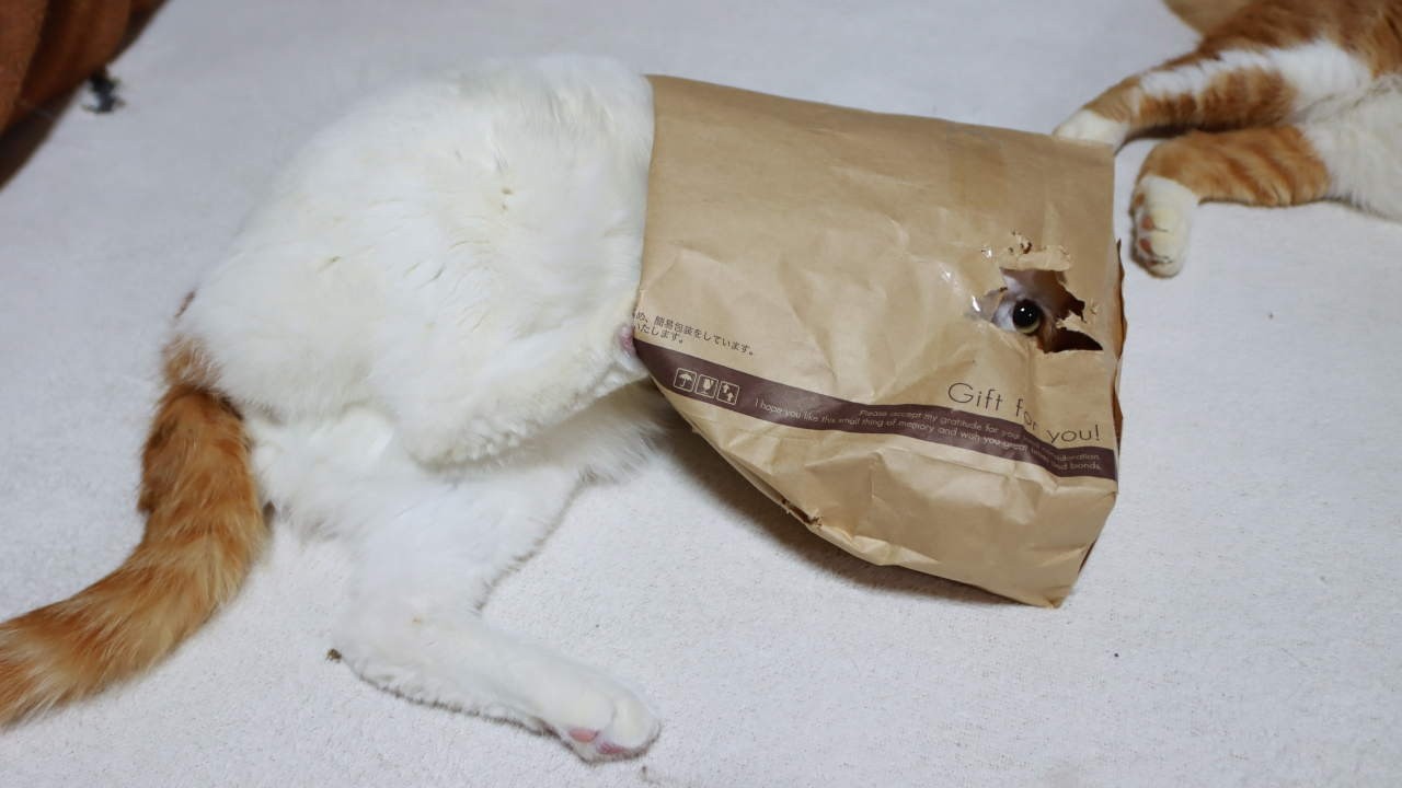 紙袋と猫たち Paper bag and cat 260618 - YouTube
