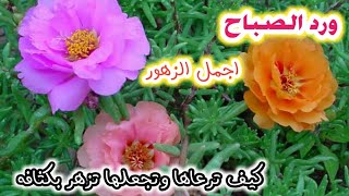 أفضل طريقه للحصول علي زهرة الصباح (المحكمه /رجلة الزهور)! وكيف اجعلها تزهر بكثافه