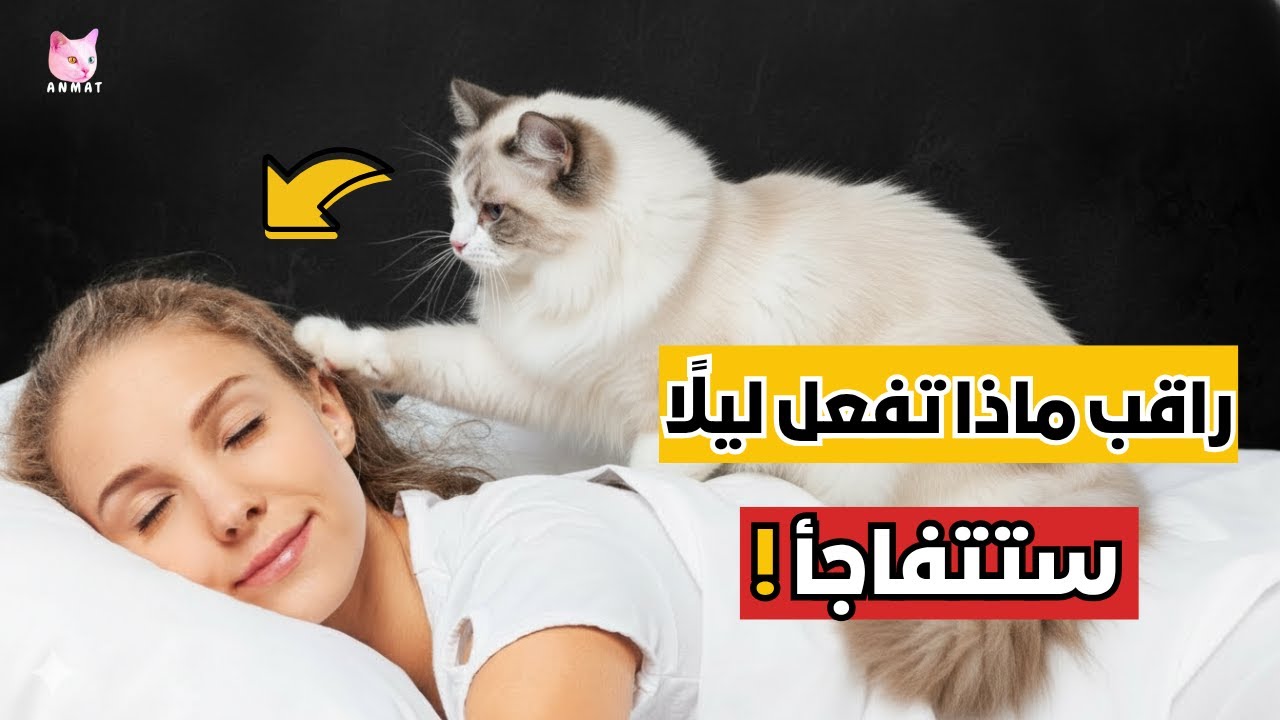 لماذا تفعل قطتك هذا كل ليلة أثناء نومك؟ تصرف غامض يكشف عن مشاعرها الحقيقية تجاهك!