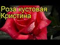 Роза кустовая Кристина Краткий обзор описание характеристик где купить саженцы Rosa Christina