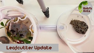 Leafcutter Ants | Moving The Fungus Garden