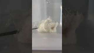 Under water pva bag footage (USA carp fishing) #carpfishing #karpfenangeln #karpfen