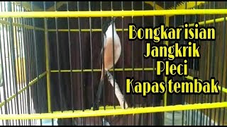 Cendet Bongkar Isian Jangkrik,Pleci,Kapas Tembak