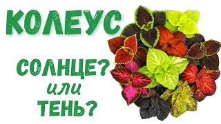 Где посадить КОЛЕУСЫ? Вся правда в одном видео!