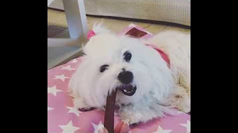 Bichon Maltes Precio