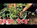 【養養養花花花】網紅植物“黃木香”，栽種不能太“矯情”，用對方法快速生長