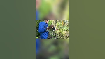 Mò cá lóc dưới mương nước cạn #shorts #caloc