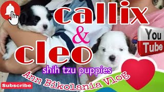 Shih Tzu Puppies 