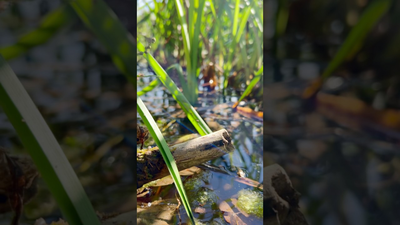 🌿Nature in my town🦆 the full video is on the channel :) полное видео на канале :)