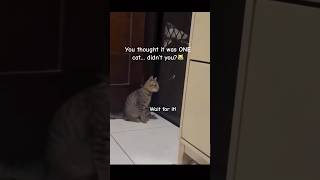 One or more #Cats #FunnyCats #CatShorts #WaitForIt #PlotTwist #PetHumor #YouTubeShorts #ViralShorts