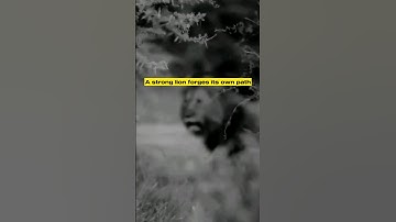 🙌Forge Your Own Path🔥: Rise Like a Strong Lion‼️