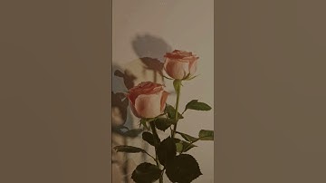 تلاوة هادئة 💕🖇 #تلاوات_خاشعة #صلاة #الصلاة_على_النبي #تلاوة_خاشعة #القدس #غزة #فلسطين #قضيتنا_فلسطين