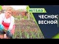 Что Делать с Чесноком Весной ✔️ Подкормка чеснока весной