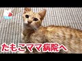 なんだか元気がない たもこママ病院へ 仔猫たちの性別がわかりました