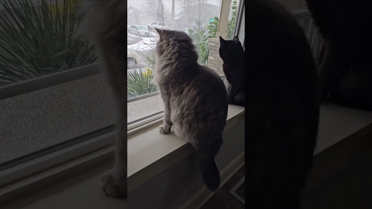 Cats watching snow storm 
