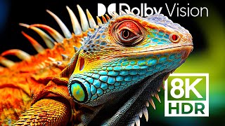 Sharpest Dolby Vision - Most Detailed Animals 8K Hdr
