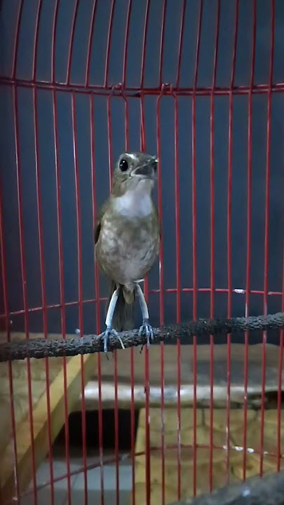 The brown cingcoang bird makes a full-stuffed, rocking sound