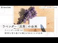 ラベンダー 花言葉