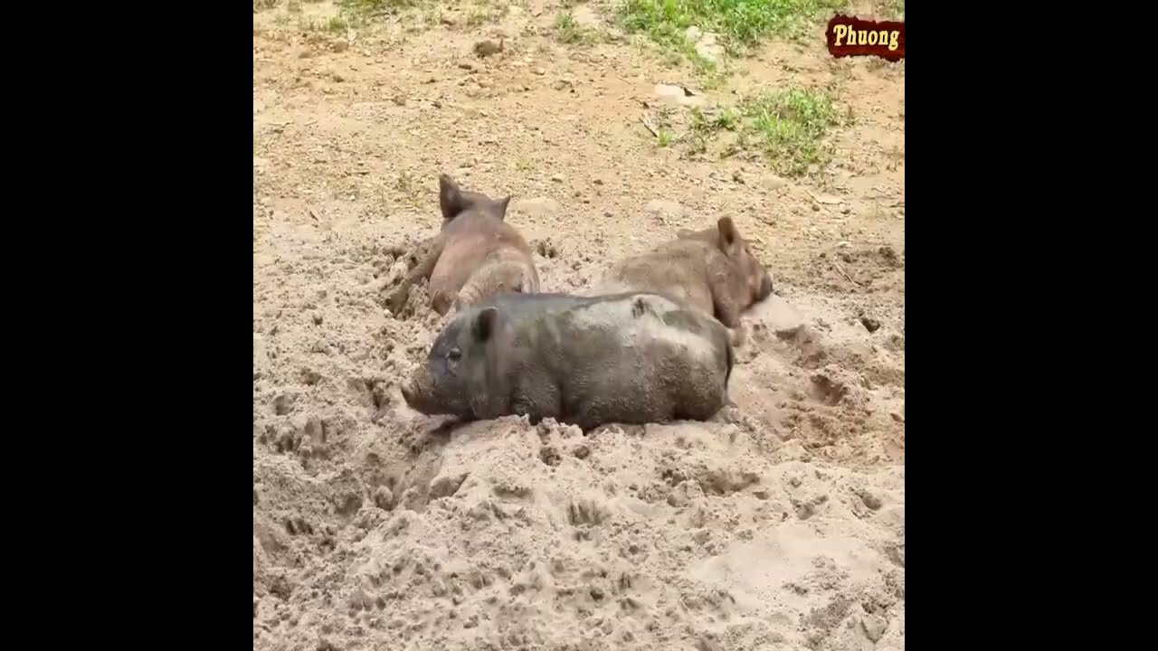 Build Higher And Stronger Bridge To Replace The Bamboo Bridge That Was Washed Away by Floodwaters