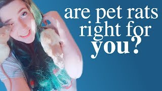 10 Things To Know Before Getting Pet Rats!