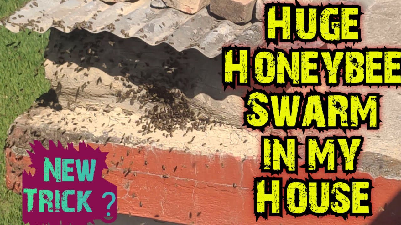 New Trick!!! Capturing Honeybee Swarm in my Log Hive | Bee Box