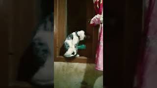 Dekok  cat kucinglucubandung cat nizamkucinglucu cute imut funny kucinganggoralucudanimu