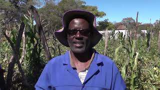 Zimbabwe The Awakening Giant - Ziwenga Tomato Farming