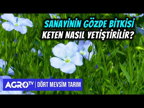 Video: Keten Çiçeği - Keten Nasıl Yetiştirilir