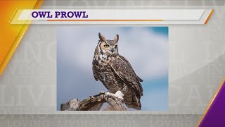 Daily Dish | Owl Calling