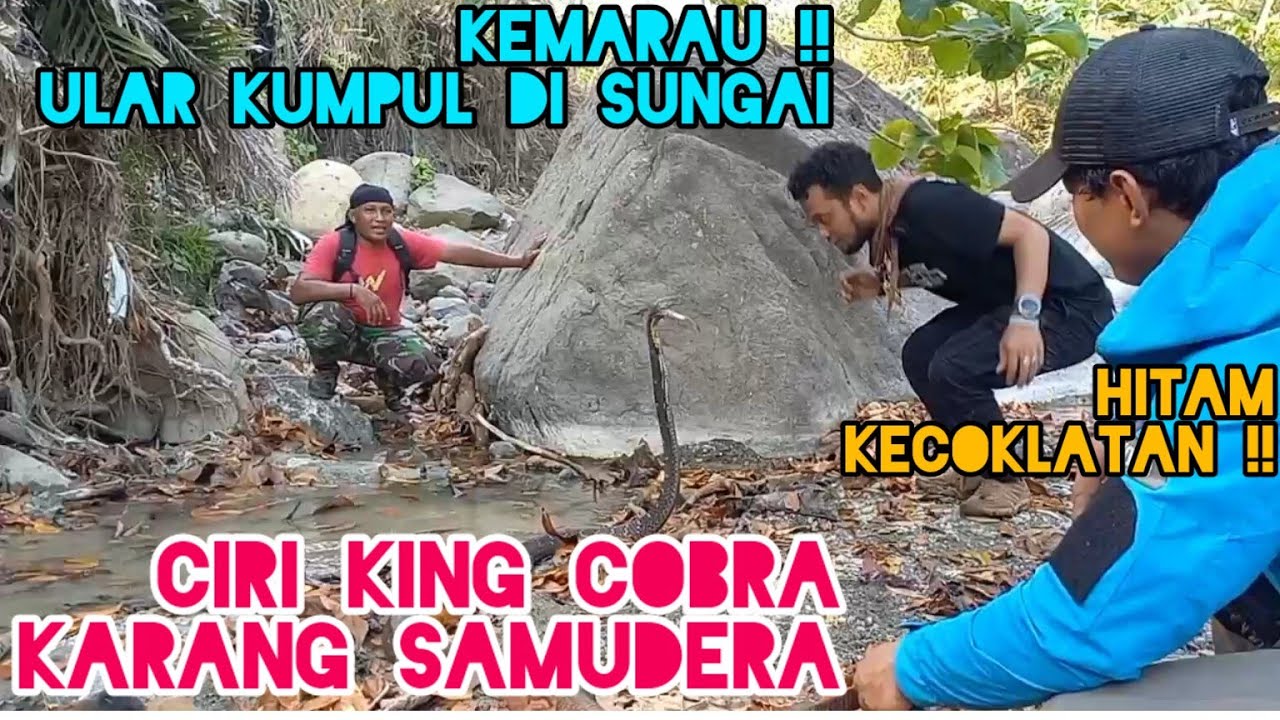 King Cobra kepergok minum air !! Karang Samudera tersingkap habitat King Cobra hitam kecoklatan !!