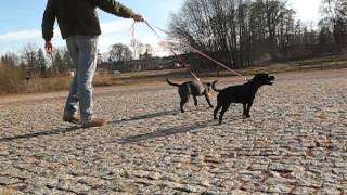 Staffordshire Bull Terrier 6 Mies Part 4 - 2014