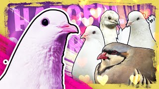 【HATOFUL BOYFRIEND】Vertical On Valentines!