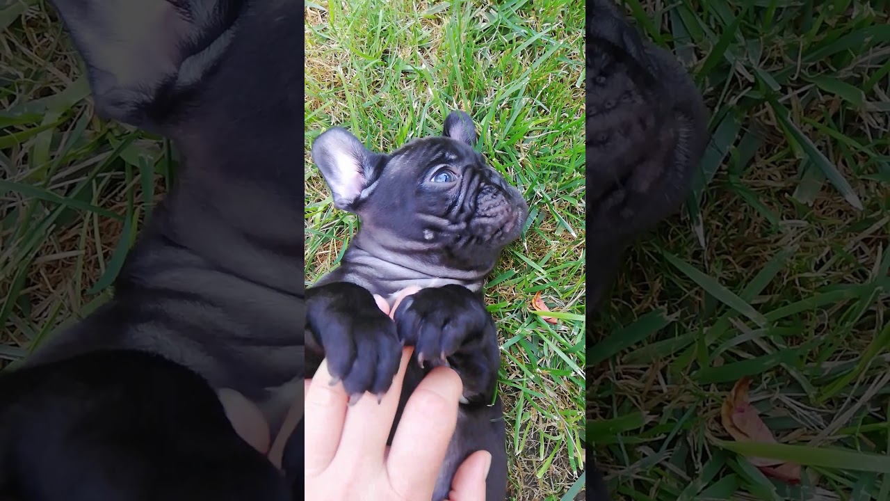 camera iphone 8 plus apk TomKingsKennel Darla