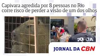 Capivara agredida por 8 pessoas no Rio corre risco de perder a visão de um dos olhos