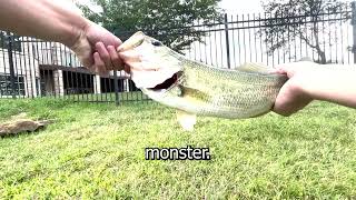 Can I catch the pond monster? #fishing #fish #bassfishing