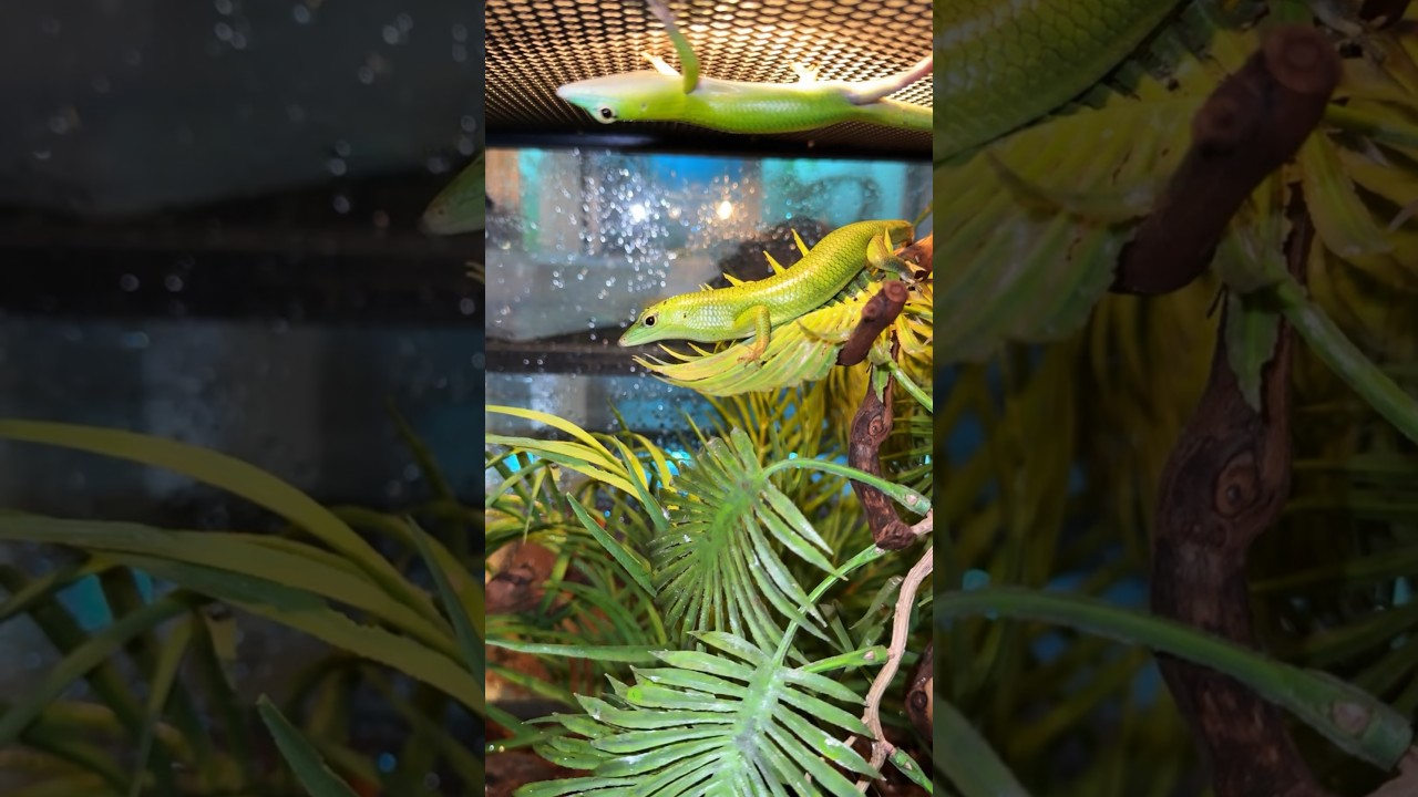 Смарагдовый сцинк #вмиреживотных #питомцы #животные