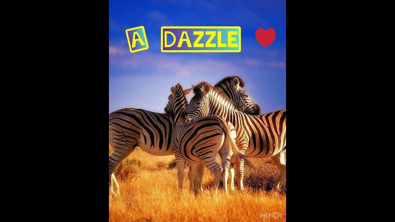 What is a group of Zebras called? Why do Zebras have stripes? YouTube