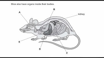 2021-april-SCIENCE PRIMARY CHECKPOINT-0097/0846-Paper 1 -full solution explained-easy way-study exam