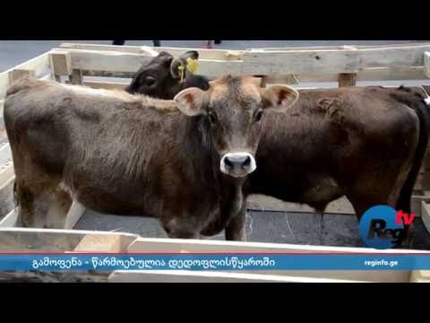 ადგილობრივი პროდუქციის გამოფენა დედოფლისწყაროში