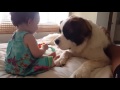 St Bernard and baby play