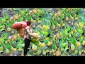 Mountain Girl: Harvesting Red Yams and Going to the Market, Garden Renovation |TIMELAPSE