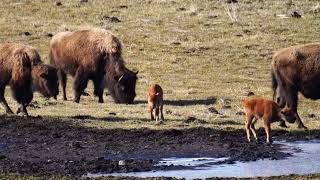 Bison 'Red Dog' Discovers Ice