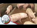 Hog raisers itinangging may hoarding ng karneng baboy | TV Patrol
