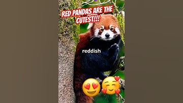 Facts about RED PANDAS!! 🐼 #redpanda #wildlife #shorts #facts