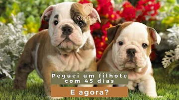 Como cuidar de cachorro filhote de 2 meses?