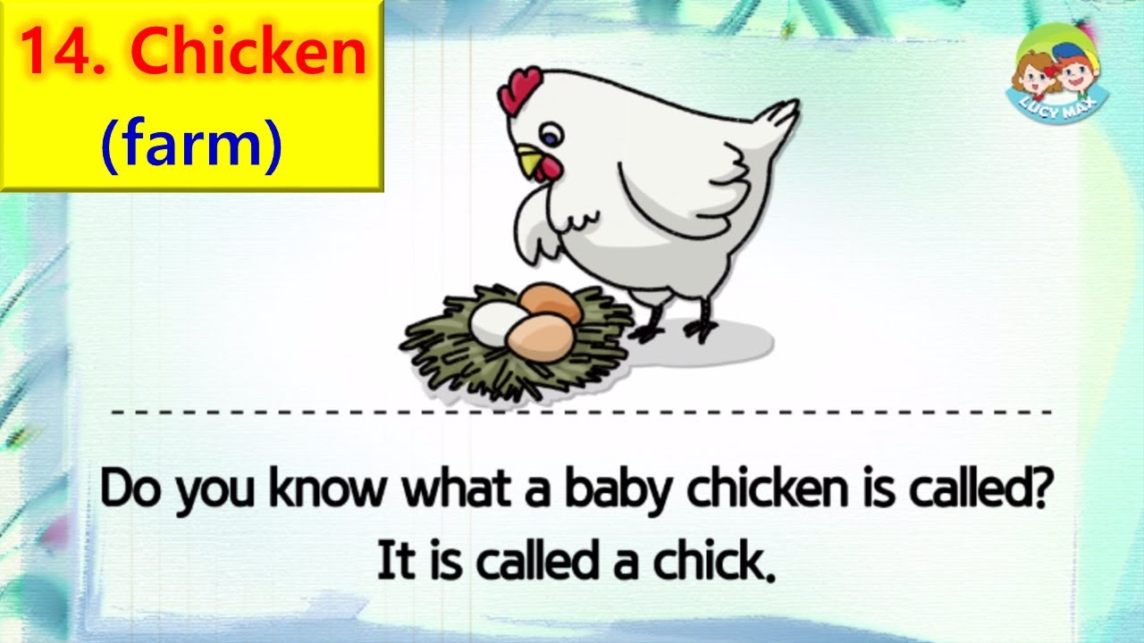 80 Animals | Unit 14- Farm | Chicken